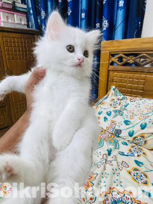 Traditional Persian Kittens